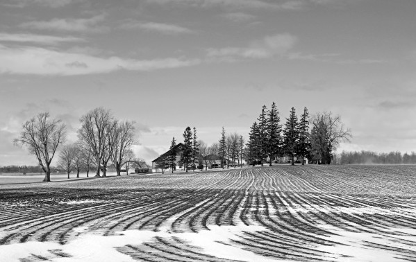 Winter Farm Black  And White by Deb Oppermann